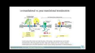 1131 細胞學 Secretory Pathway [upl. by Joachim]