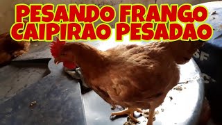 FRANGOS CAIPIRÃO PESADÃO Pesando com 60 Dia [upl. by Ohcamac]