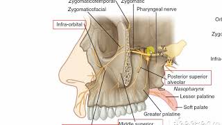 Maxillary nerve 4 [upl. by Noira]