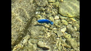 Blue Damselfish Trapped in Low Tide Pool in Okinawa  Japan [upl. by Nagrom]