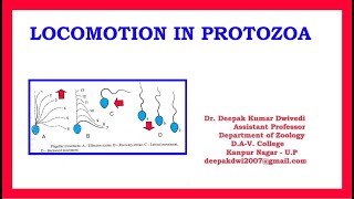 Locomotion in Protozoa [upl. by Arral]