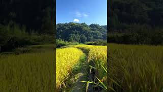 quotThe Most Peaceful Nature Video – Relax and Recharge 🌿quotforyou nature naturefilms naturalbeauty [upl. by Lucretia393]