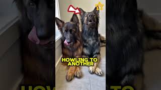 Why dogs howl dogs animals dogbodylanguage doglover dogmanners pets cutedog dogperson dog [upl. by Klump]