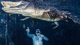 SWIMMING WITH AN AMAZING TRAINED ALLIGATOR  BRIAN BARCZYK [upl. by Sneed]