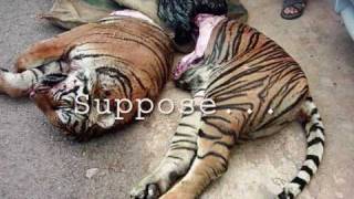 SAVE OUR TIGERS must watchits different [upl. by Teevens]