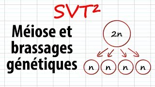 Méiose et brassages génétiques SVT²révisions BAC [upl. by Gereron]