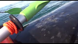 Kayak levantado por una ballena en Puerto Madryn [upl. by Osnohpla]