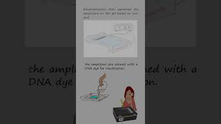 Genotyping alleles with length differences by Polymerase chain reaction and electrophoresis [upl. by Klepac]