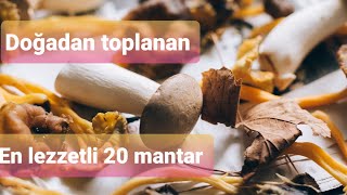 En lezzetli 20 mantarHangi mantarlar yenilebilir  Top 20 edible mushroomsDoğadan toplanan mantar [upl. by Eldrid]