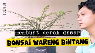 MEMBUAT GERAK DASAR BONSAI WARENG BINTANG [upl. by Umeko]