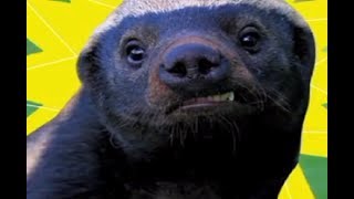 BG the Crazy Nastyass Tweeting Honey Badger [upl. by Akim]