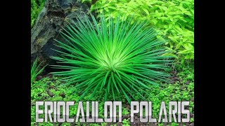 Eriocaulon Polaris [upl. by Gunthar]