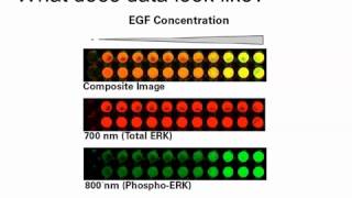 Rethinking the Traditional Western Blot with Wntbeta‑Catenin Pathway Example [upl. by Ahsemad]