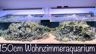 Red Sakura Garnelen 🦐 aquaristik aquarium aquascape [upl. by Desta]