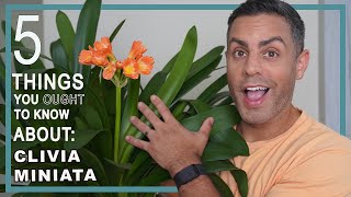 5 Things You Ought To Know About Your Clivia Miniata Fire Lily Plant Houseplant Crucial Care [upl. by Aleetha408]