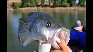 A quotMust Knowquot Rig For Trout Stripers Salmon amp More VLOG No 61 [upl. by Asiralc]