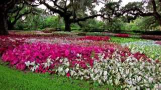 Among the CaladiumsBrookgreen Gardens [upl. by Reitman736]