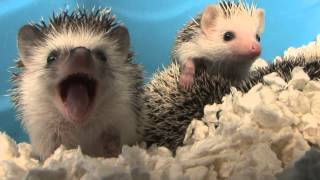 Baby Hedgehog Yawns HD Original [upl. by Dole]