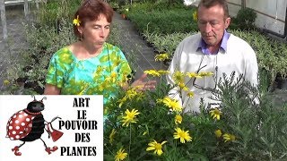 chaine tv de Jardinage euryops Comment arroser et faire une Bouture Plante annuelle [upl. by Elatnahc494]