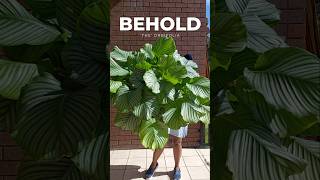 Meet My calathea Orbifolia yes Its Real [upl. by Yee677]