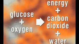 GCSE Science Revision  Respiration [upl. by Amias900]