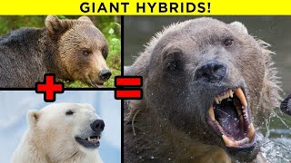 Scariest Hybrid Animals That Actually Exist [upl. by Kalila]