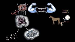 Active amp Passive immunity  Human health amp diseases  Subject  Khan Academy [upl. by Enier]