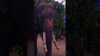 Hathi raja kaha chale viralshorts elephant hathibigdant viralvideo short gorakhpur ashort [upl. by Corenda]