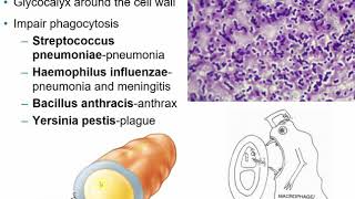 2117 Chapter 15  Microbial Mechanisms of Pathogenicity [upl. by Anah512]