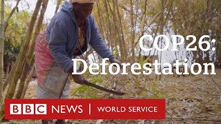 COP26 Deforestation and how you can help  BBC World Service [upl. by Stiles]