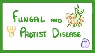 GCSE Biology  How A Mushroom Can Kill You  Fungal and Protist Disease 35 [upl. by Aynatal533]