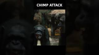 Terrifying Chimp Attack  SHORTS  Nature Bites [upl. by Ardra441]