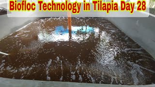 Tilapia Farming using Biofloc Technology Day 28 Update [upl. by Baras]