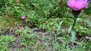 Lobelia inflata Indian Tobacco and Centaurea nigra lesser knapweed black knapweed [upl. by Irehs]