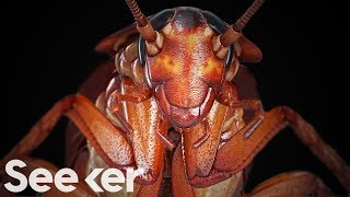 Cockroaches Are Indestructible And the Secret Is in Their Genome [upl. by Gayl416]