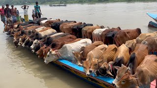 cow unloading cow videos cow video big cow goru hamba cow Ep  319 [upl. by Akihdar]