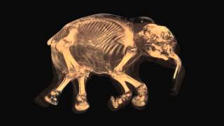 Baby Mammoths Died Of Asphyxiation CT Scan Reveals  Video [upl. by Sella]