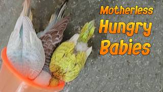 Caring for Baby budgies What to Do When Theyre Thrown Out of the Nest [upl. by Haraj]