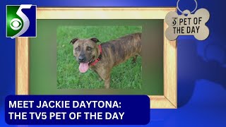 Pet of the Day Meet Jackie Daytona [upl. by Chaney]