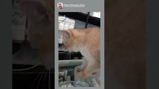 CloseUp View of An Orange Tabby Cat 😍❤️ cat kitten kitty [upl. by Burnie]