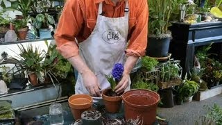 How to Transplant Hyacinths  Gardening With Succulents amp More [upl. by Larue]