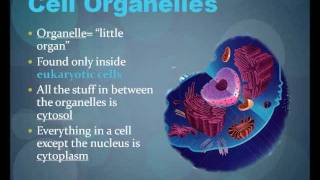 Cell Organelles Parts of the Cell  Animated Presentation [upl. by Wivina360]