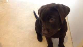 Guilty Chocolate Labrador puppy [upl. by Dewain]