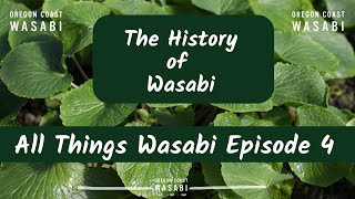 The History of Wasabi  All Things Wasabi Episode 4 [upl. by Esinyl]