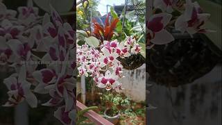 Phalaenopsis orchid gardening orchidsgarden orchidgarden plants garden [upl. by Akemat876]