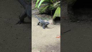 Nature  Muscular Iguana Walk  UpClose with Nature’s Dragon 🦎 [upl. by York]