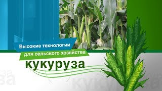 Инновационная защита кукурузы [upl. by Federica]