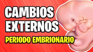 ✅ CAMBIOS EXTERNOS EN EL EMBRIÓN  PERIODO EMBRIONARIO 📚 EMBARAZO 👶 EMBRIOLOGÍA [upl. by Flanna794]