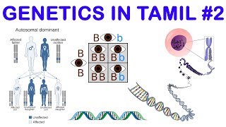 Genetics in Tamil 2 AllelesHomo amp Heterozygous  Rajus Biology [upl. by Storfer]