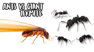 Ants vs Giant Termite Epic Timelapse [upl. by Ecila]